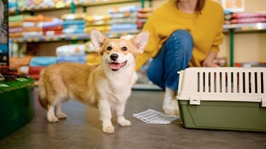 Fur and finance – Tax compliance in animal sales